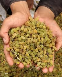 تصویر 1 از کشمش سبز ملایر مناسب مصرف سالم